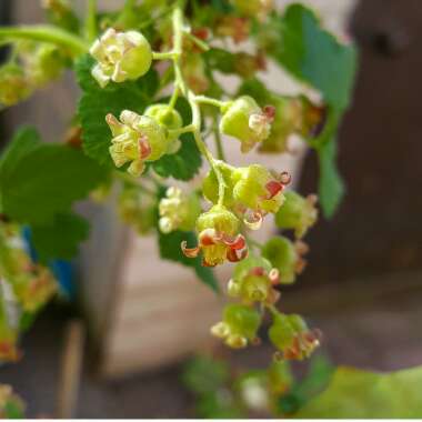 Vaccinium corymbosum 'Duke'