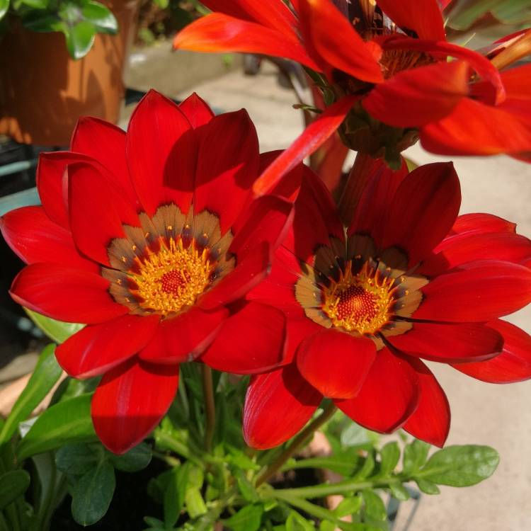 Plant image Gazania Rigens 'Gazoo Red'