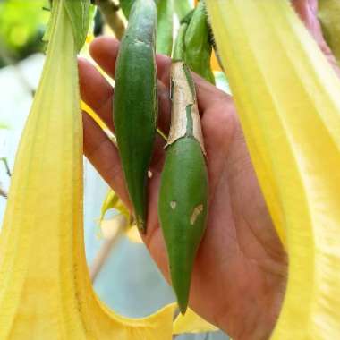 Brugmansia 'Charles Grimaldi'