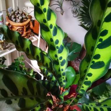 Calathea lancifolia