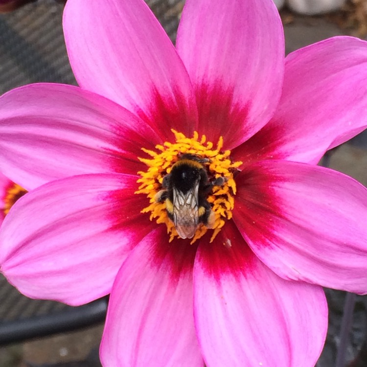 Plant image Dahlia 'Mariposa'