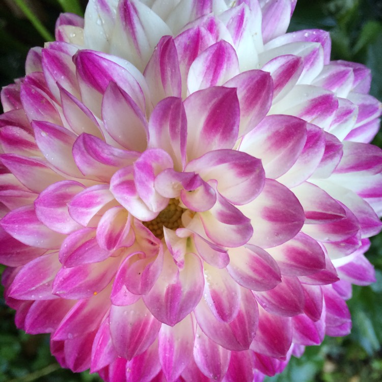 Plant image Dahlia 'Dalina Maxi Bonita'