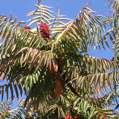 Rhus typhina 'Dissecta'