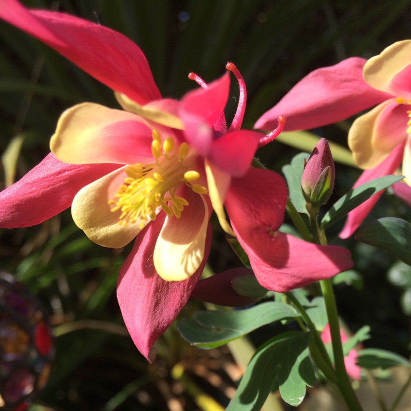 Plant image Aquilegia 'Ruby Port'