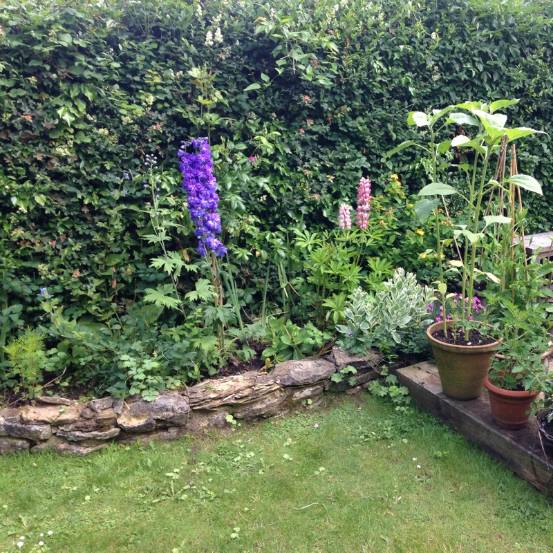 Tamsin's garden