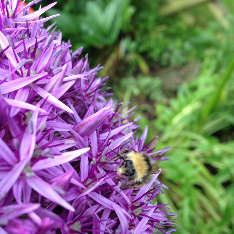 Allium 'Gladiator', Allium 'Gladiator' - uploaded by @westcott