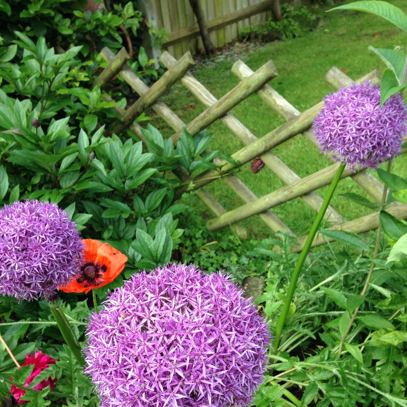 Allium 'Gladiator'