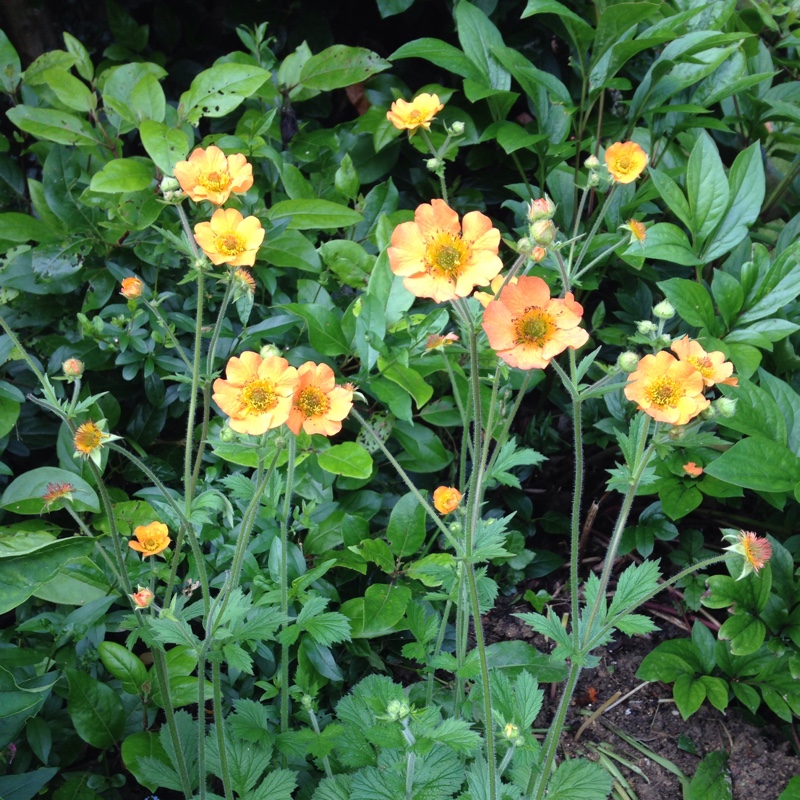 Avens 'Totally tangerine'