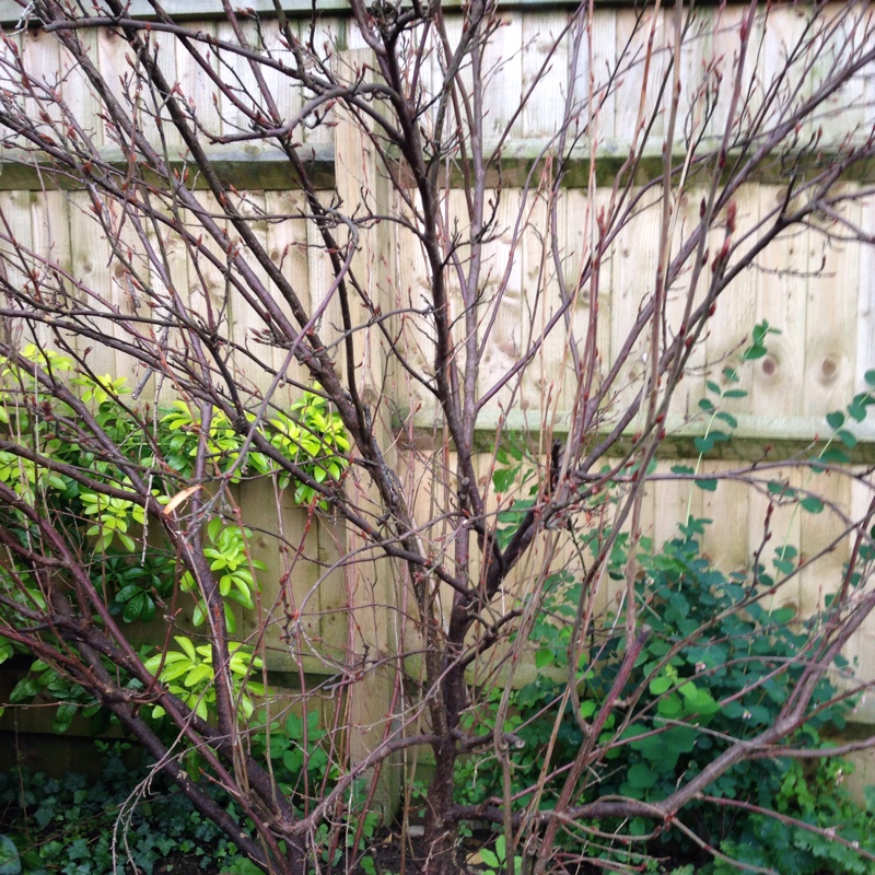 Flowering Currant