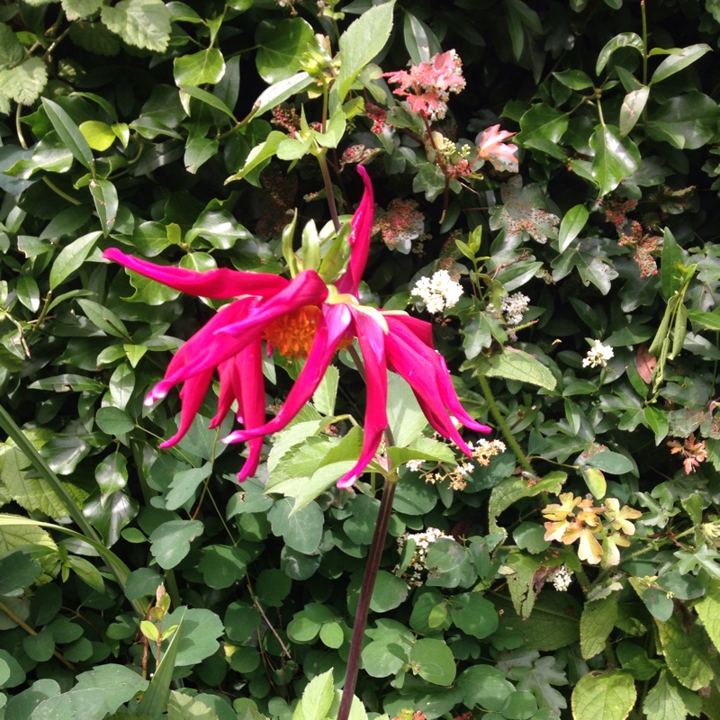 Border Dahlia