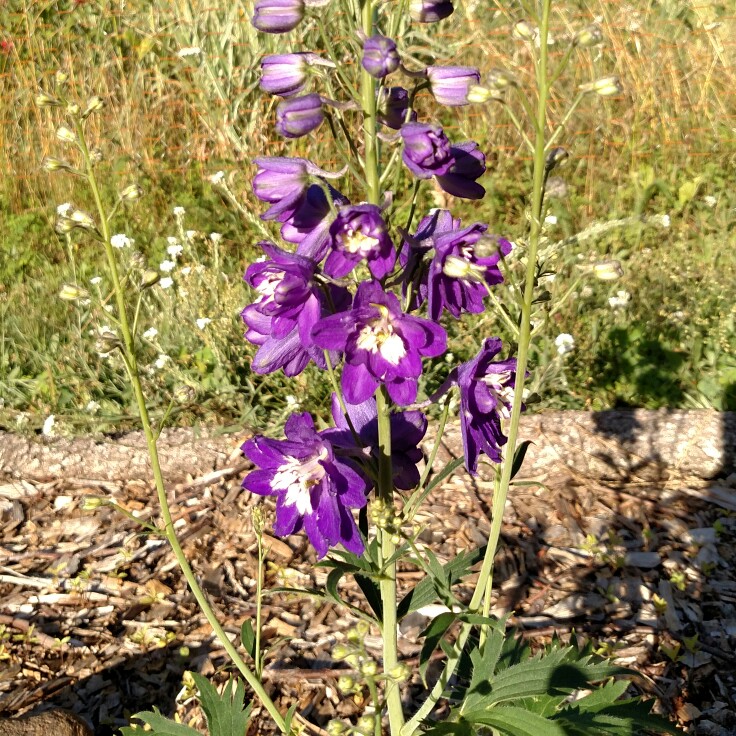 Plant image Delphinium 'King Arthur'