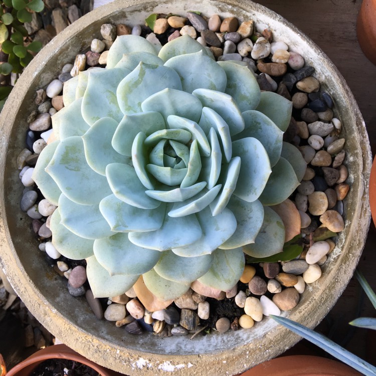 Plant image Echeveria Caly Argentea