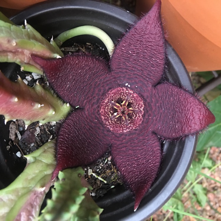 Plant image Stapelia asterias