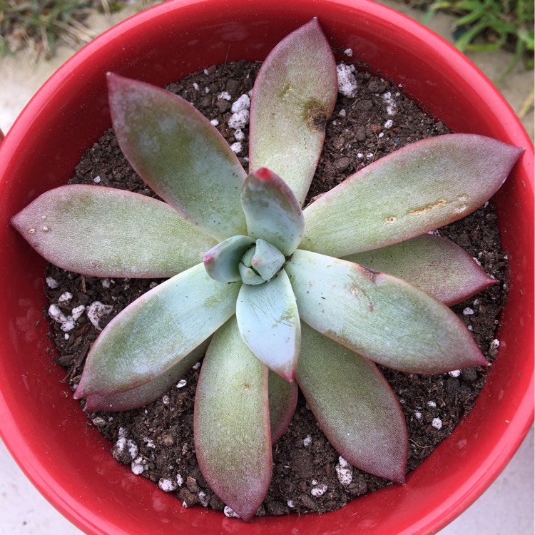 Plant image Echeveria Colorata fa. Brandtii