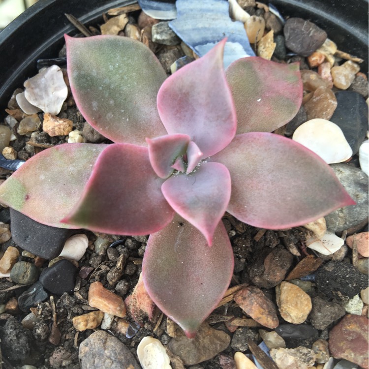 Plant image xGraptoveria