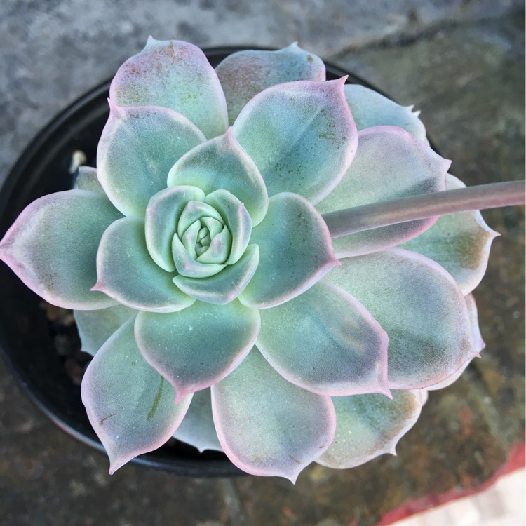 Plant image xGraptoveria Fantome