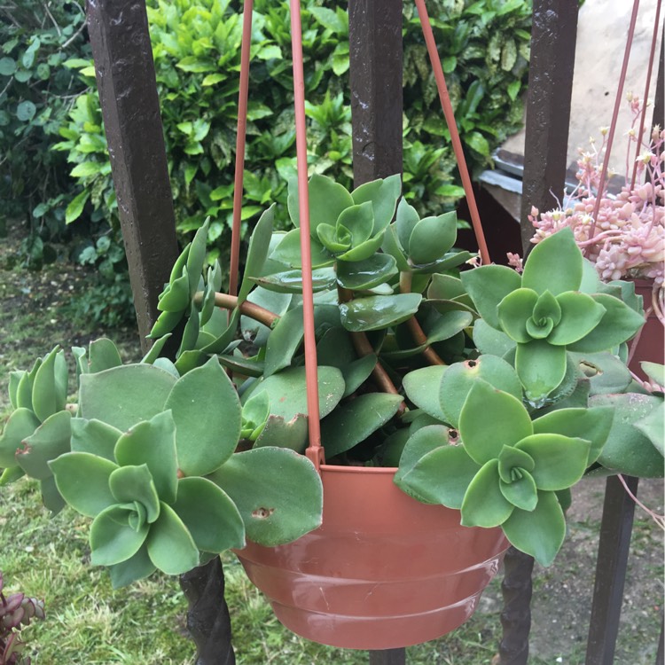 Plant image Crassula lactea