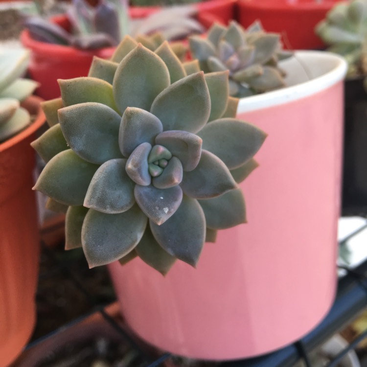 Plant image xGraptoveria Acaulis