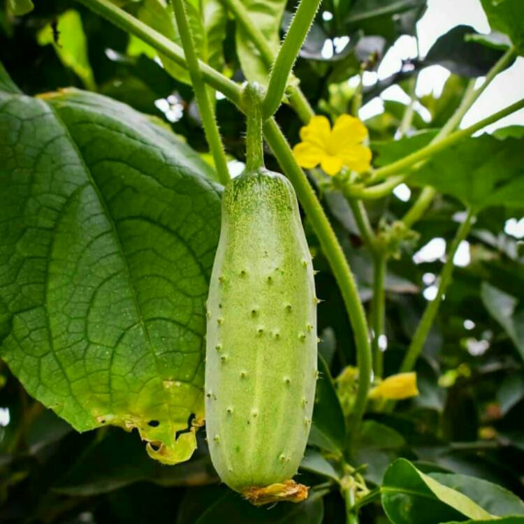 Plant image Cucumis sativus 'Poona Kheera'