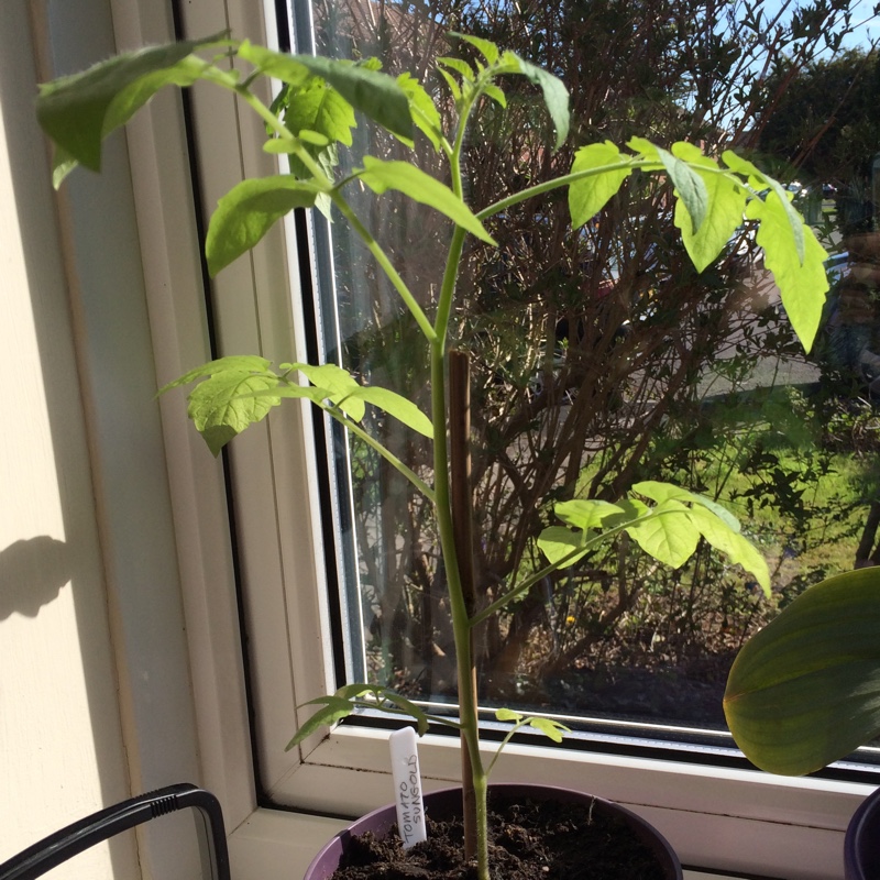 Solanum lycopersicum 'Sungold' syn. Solanum lycopersicum 'Sun Gold'