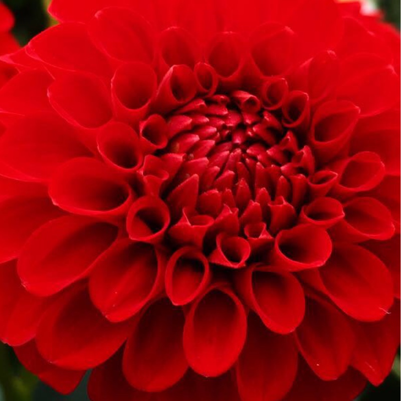 Plant image Dahlia 'Nescio'