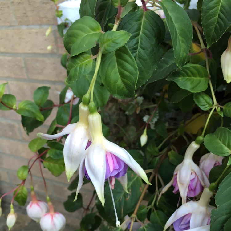 Plant image Fuchsia 'Carmel Blue'