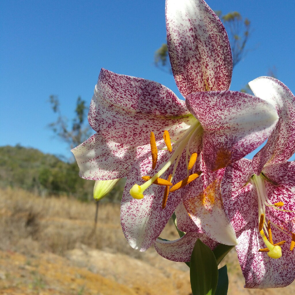 Lily 'Entertainer' (Oriental)