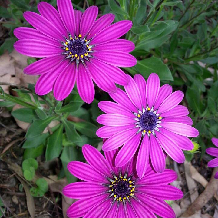 Plant image Osteospermum Ecklonis 'Erato Violet'