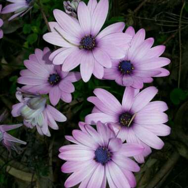 Osteospermum Ecklonis 'Erato Violet'