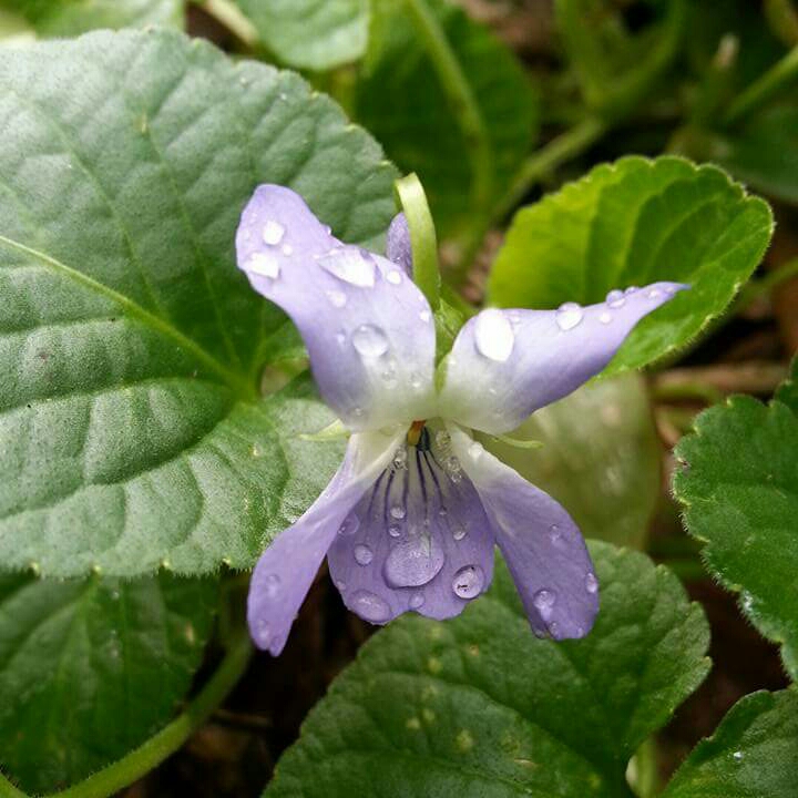 Plant image Viola Odorata 'St Helena'