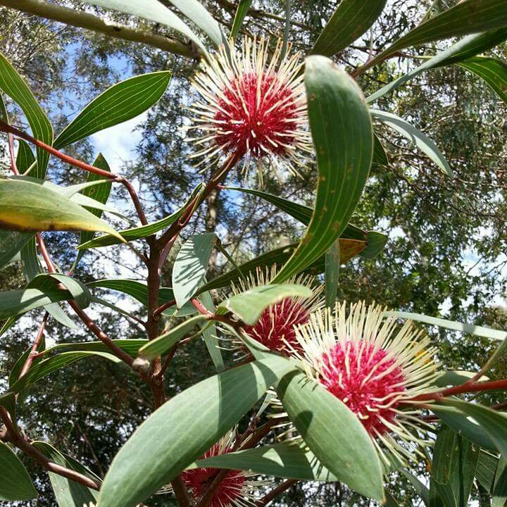 Plant image Hakea laurina