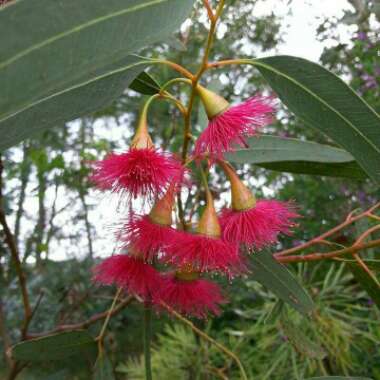 Corymbia ficifolia syn. Eucalyptus ficifolia