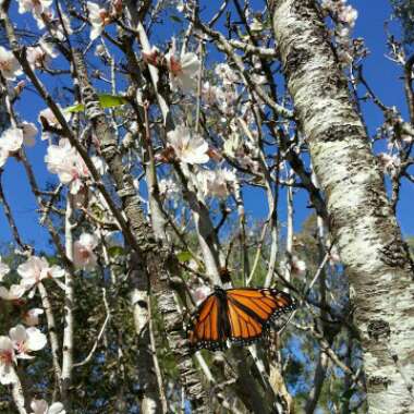 Prunus dulcis  syn. Prunus amygdalus