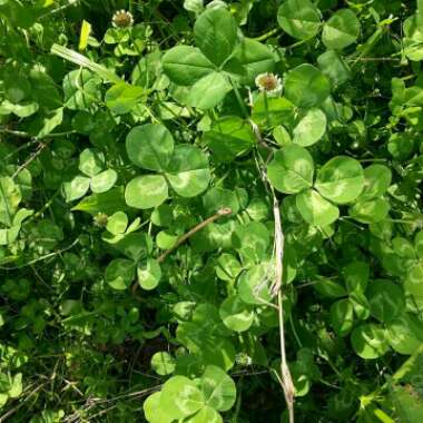 Trifolium repens