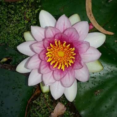 Nymphaea