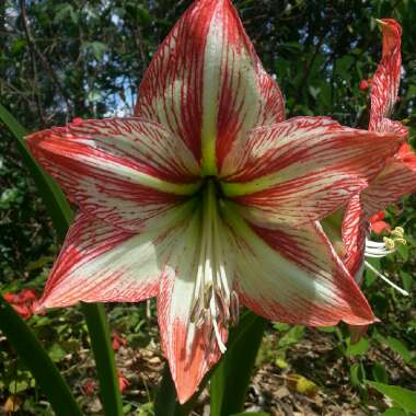 Hippeastrum