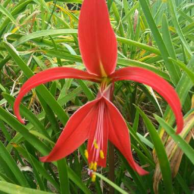 Sprekelia formosissima syn. Amaryllis formosissima