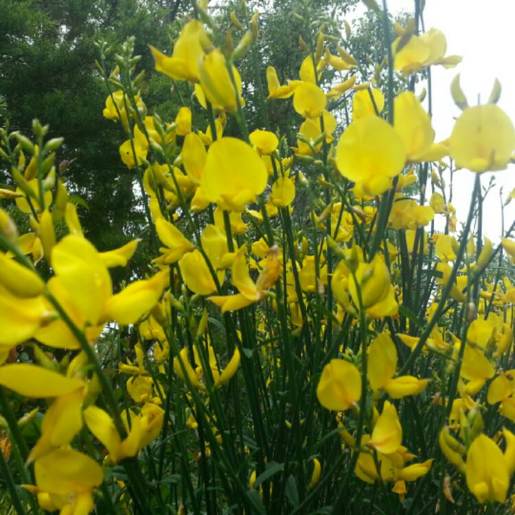 Plant image Cytisus