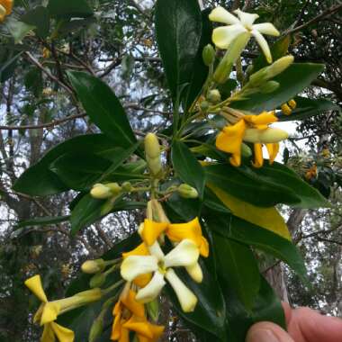 Hymenosporum flavum