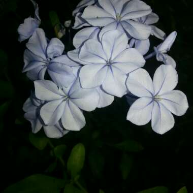 Plumbago auriculata  syn. Plumbago capensis