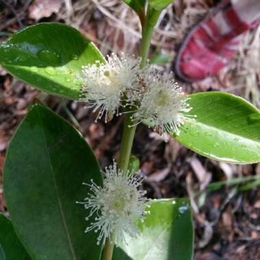 Psidium cattleyanum ; syn.Psidium cattleianum