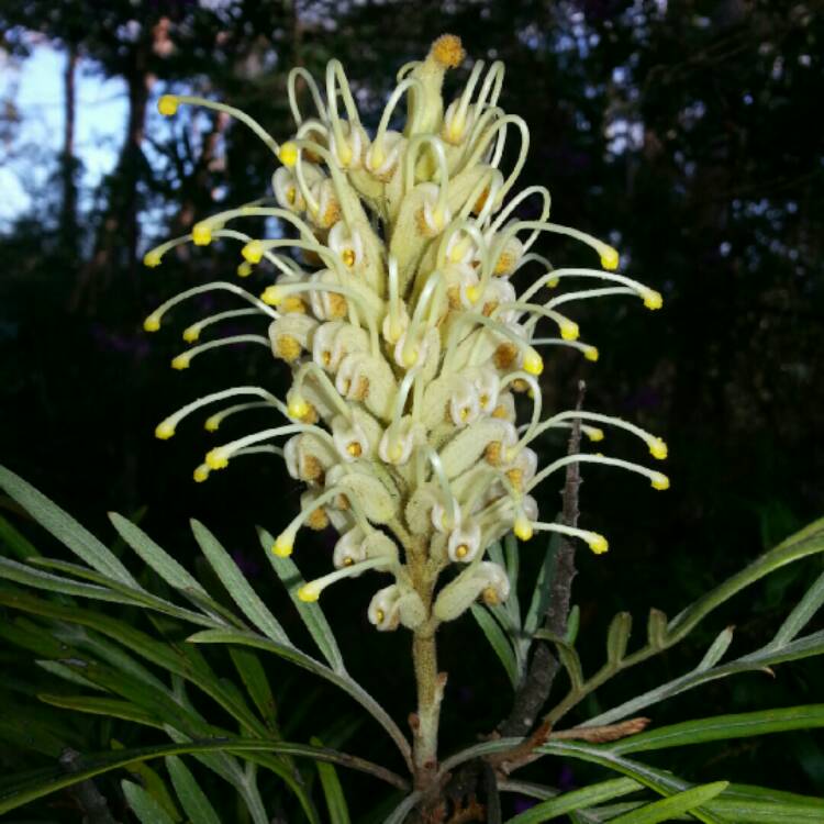 Plant image Grevillea 'Moonlight'