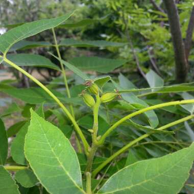 Carya Illinoinensis