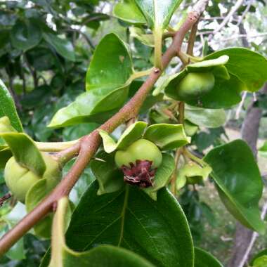 Diospyros kaki syn. Diospyros chinensis