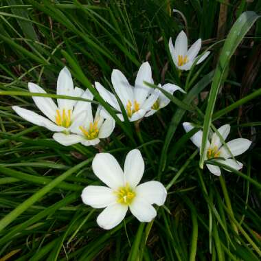 Crocus (Spring)