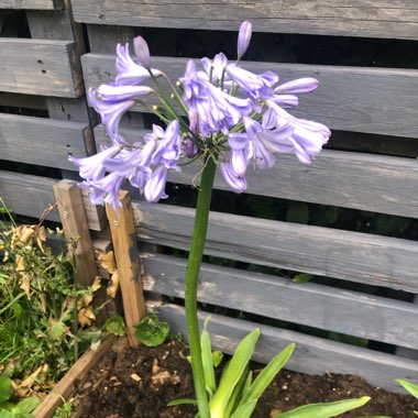 African Lily 'Orientalis'