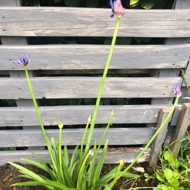 African Lily 'Orientalis'