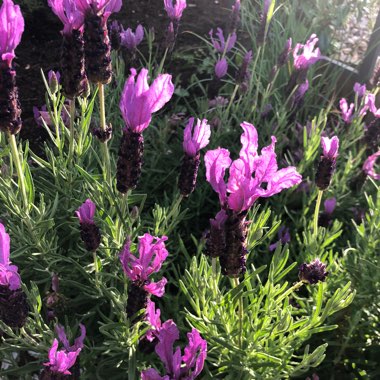 Lavender (Species) Lavender stoechas