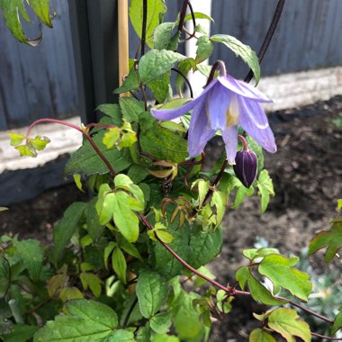 Clematis alpina 'Helsingborg'