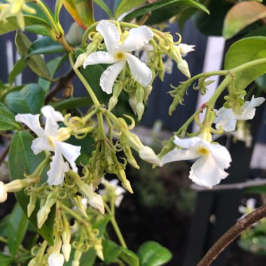 Star Jasmine